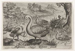 Swan and Geese and Ducks by Water (Birds and Insects) by Nicolaes de Bruyn