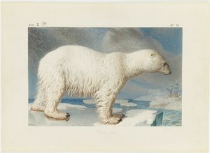 Polar bear