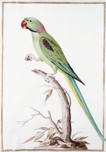 Alexandrine Parakeet