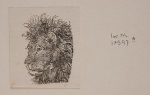 A Lion