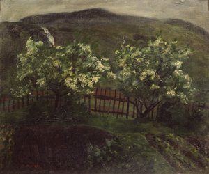 Spring rain and cherry