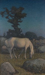 White horse at dusk