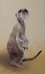 Meerkat 2