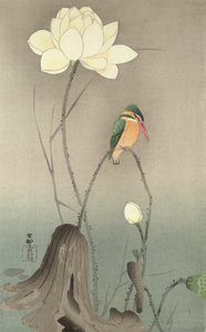 A Kingfisher and a lotus