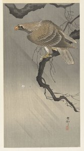 Eagle on Branch by Ohara Koson