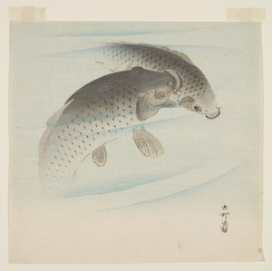 Carp