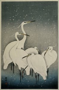 Group of Egrets