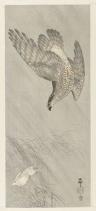 Hawk Hunting Hare