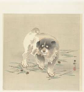 Young Dog