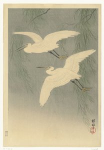 Little Egrets in Flight