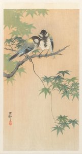 Great Tits on Maple Branch