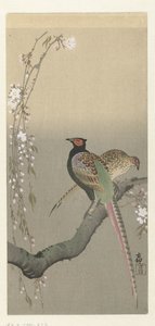 Pair of Pheasants and Cherry Blossoms by Ohara Koson