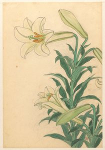 Lilies (Teppoyuri)