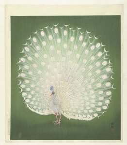 Peacock by Ohara Koson