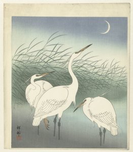 Herons in Shallow Water