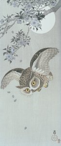 Scoop Owl in Flight with Blossom and Full Moon