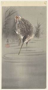 Snipe in Water by Ohara Koson