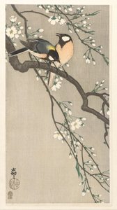 Tits on Cherry Branch