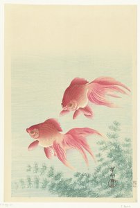 Two Veiltail Goldfish