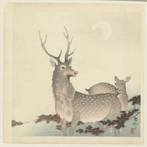 Two deer