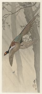 Flying Pheasant by Ohara Koson