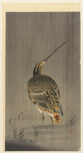 Snipe in the Rain
