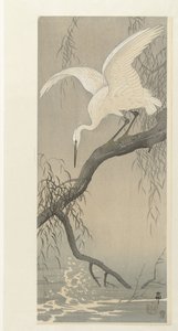 White Heron on Tree Branch