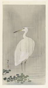 Silver Heron in Rain