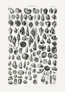 Sealife III by Oliver Goldsmith