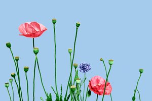 Pink Poppies