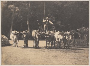 Six Oxen Team with their Driver