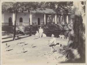 Indian Men with Monkeys on a Yard by Water, Possibly in Surabaya