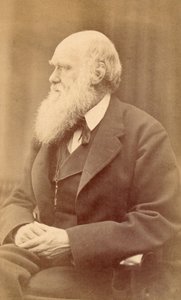 Portrait of Charles Darwin at Age 72, c.1871