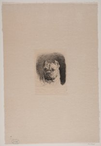 A Dog