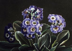 Still Life of Primroses