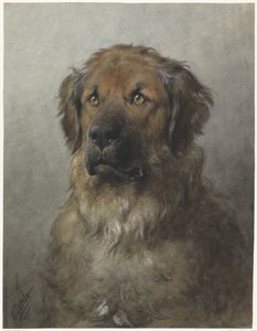 Head of a Leonberger, Facing Front