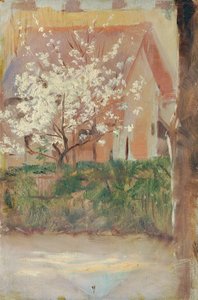 White Blooming Tree in the Front Yard