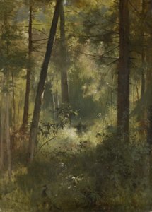 Forest Interior
