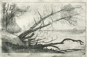 Old Sycamore by Otto H. Bacher