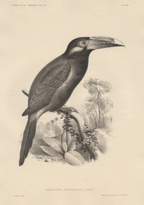 Selenidera Spectabilis, litho by Bowen und Co., 1850 by Otto Koehler