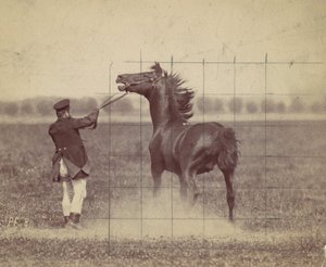 Horse by Ottomar Anschütz
