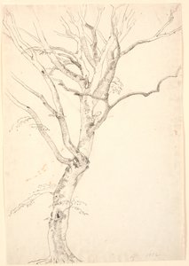 Leafless Beech Tree by P.C. Skovgaard
