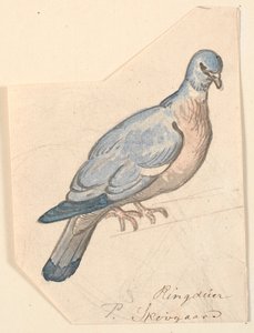 A Wood Pigeon by P.C. Skovgaard