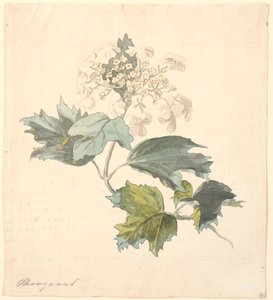 Viburnum