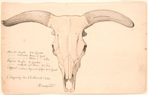 Skull of a cow by P.C. Skovgaard