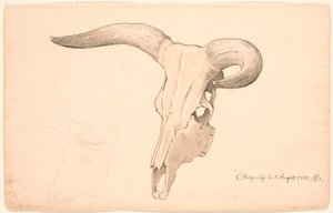 Skull of a Cow, in Three-Quarter Profile, the Left Horn Curved by P.C. Skovgaard