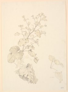 Dock Plants by P.C. Skovgaard