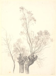 Study of Pollarded Willow Trees by P.C. Skovgaard