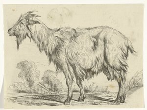 Standing Goat