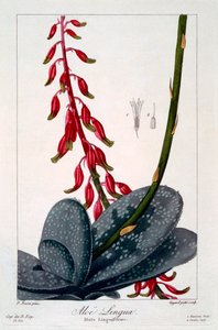 Aloe lingua by Panacre Bessa